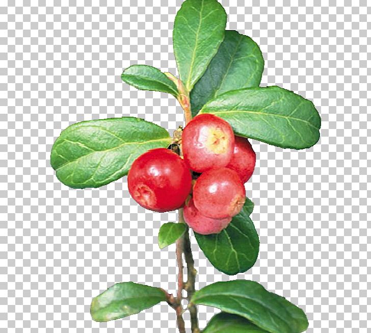 Cranberry Lingonberry PNG, Clipart, Acerola, Acerola Family, Aedmaasikas, Auglis, Berry Free PNG Download