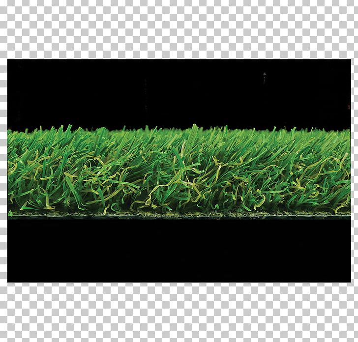 Lawn Grasses Rectangle Shrub PNG, Clipart, Grass, Grasses, Grass Family, Lawn, Others Free PNG Download