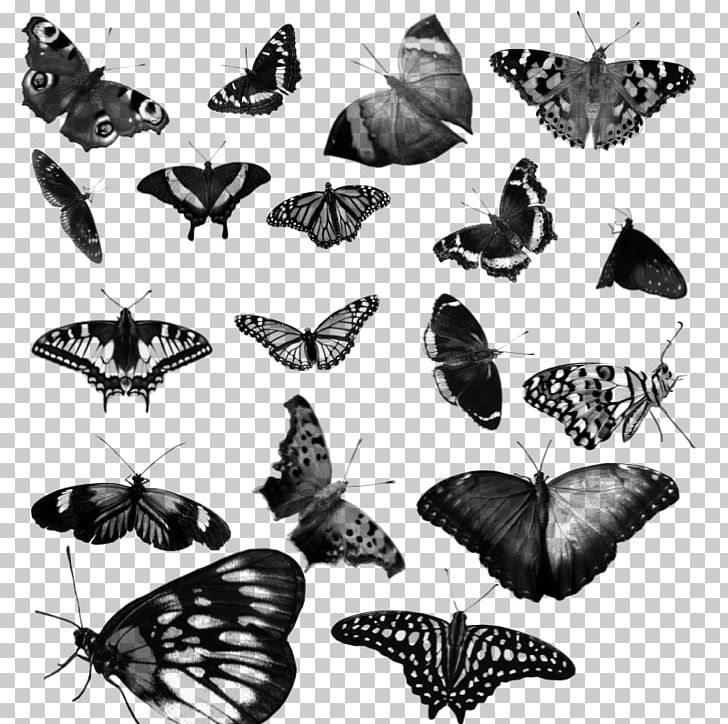 Nymphalidae Moth Butterfly De Brevitate Vitae Paper PNG, Clipart, Arthropod, Black And White, Book, Brush Footed Butterfly, Butterfly Free PNG Download
