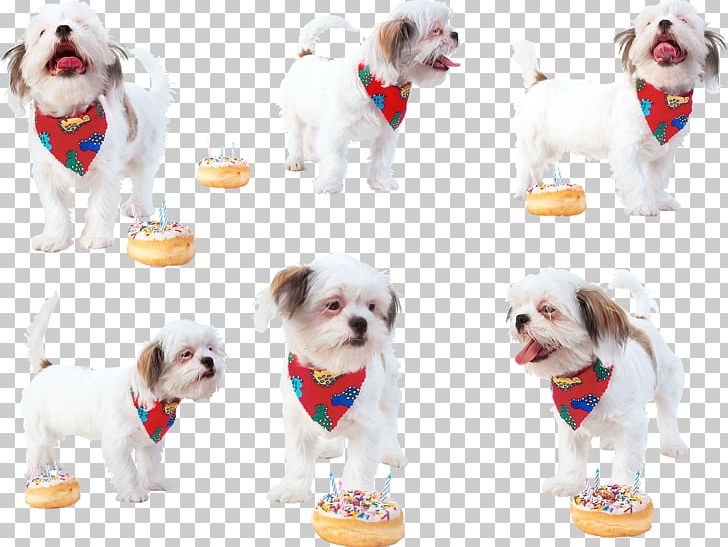 Dog Breed Shih Tzu Torte Puppy PNG, Clipart, Animals, Birthday, Breed Group Dog, Carnivoran, Companion Dog Free PNG Download