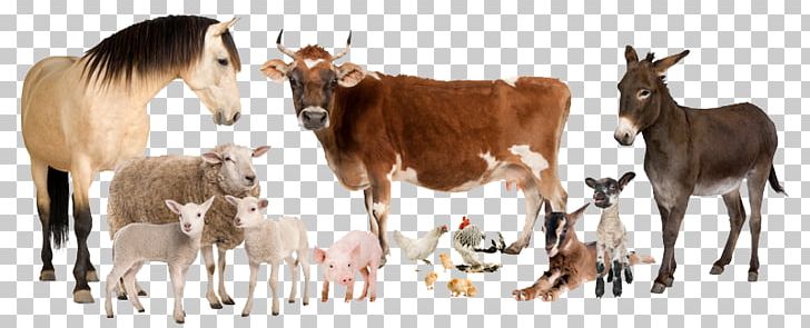 Horse Cat Dog Sheep Pet PNG, Clipart, Animal, Animal Figure, Animals, Animal Science, Animal Welfare Free PNG Download