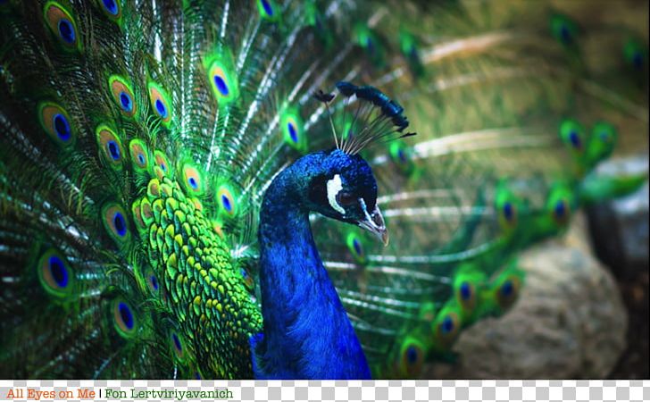 Bird Asiatic Peafowl Feather Peacock Dance PNG, Clipart, Animal, Animals, Asiatic Peafowl, Beak, Bird Free PNG Download