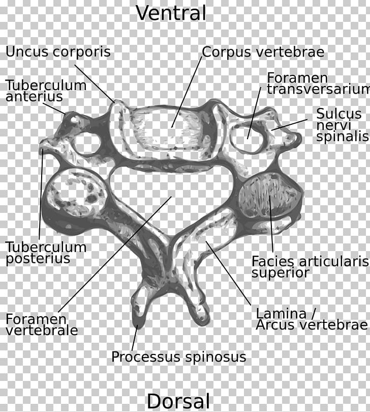 Cervical Vertebrae Intervertebral Foramen Vertebral Column Spinous Process PNG, Clipart, Anatomy, Angle, Area, Atlas, Auto Part Free PNG Download