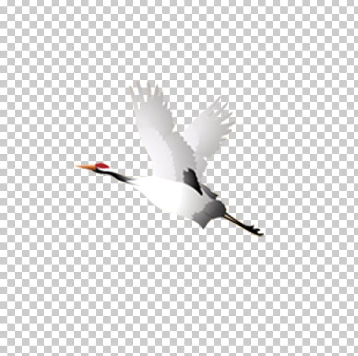Crane Bird Flight Takeoff PNG, Clipart, Anatidae, Animal, Beak, Bird, Bird Migration Free PNG Download