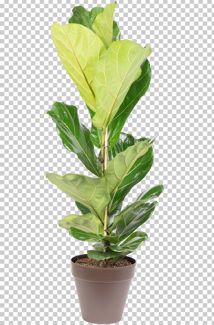 Fiddle-leaf Fig Houseplant Flowerpot Chamaedorea Elegans Common Fig PNG, Clipart, Chamaedorea, Chamaedorea Elegans, Common Fig, Evergreen, Fiddleleaf Fig Free PNG Download