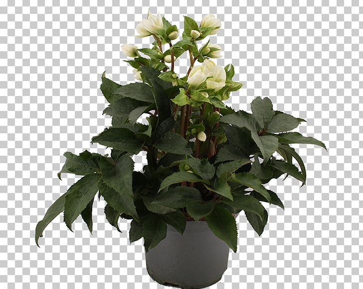 Flowerpot Leaf Houseplant Herb PNG, Clipart, Flower, Flowering Plant, Flowerpot, Helleboreae, Herb Free PNG Download