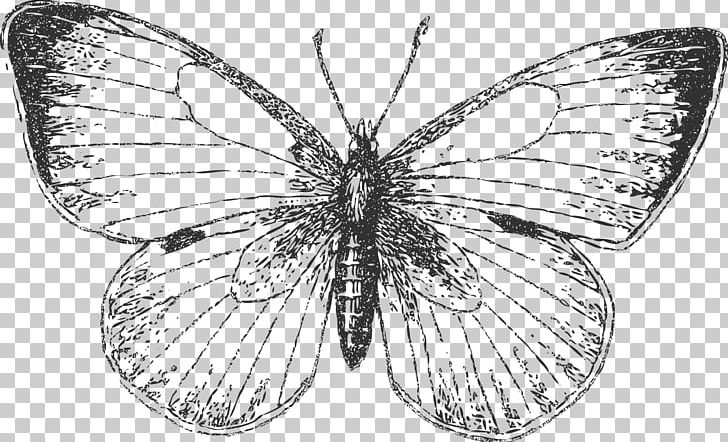 Monarch Butterfly Pieridae Brush-footed Butterflies Moth PNG, Clipart, Arthropod, Artwork, Black And White, Brush Footed Butterfly, Insects Free PNG Download