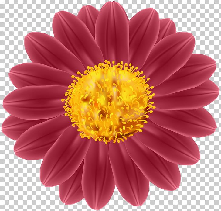 Transvaal Daisy Cut Flowers Industry PNG, Clipart, Annual Plant, Aster, Chrysanths, Common Daisy, Common Sunflower Free PNG Download