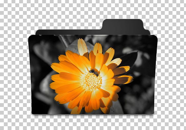 Desktop Flower High-definition Television PNG, Clipart, 4k Resolution, 1080p, Calendula, Common Daisy, Daisy Family Free PNG Download