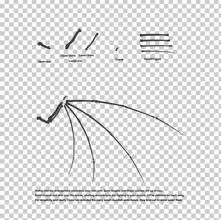 Wing Configuration Bone Architectural Engineering Graphic Design PNG, Clipart, Angle, Architec, Black, Black And White, Bone Free PNG Download