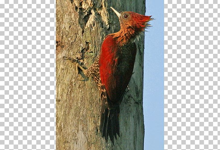 Woodpecker Fauna Beak PNG, Clipart, Beak, Bird, Cardinal, Fauna, Others Free PNG Download