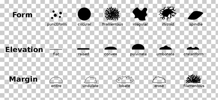 Colony Morphology Bacteria Microbiology Microbiological Culture PNG, Clipart, Bacteria, Bacterial Cellular Morphologies, Black, Black And White, Brand Free PNG Download