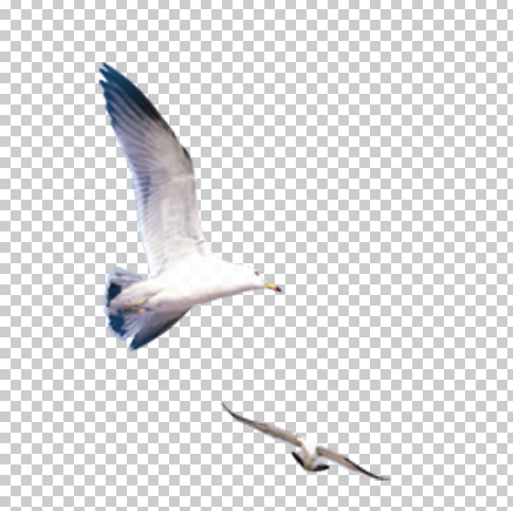 Icon PNG, Clipart, Animals, Beak, Bird, Bird Migration, Charadriiformes Free PNG Download