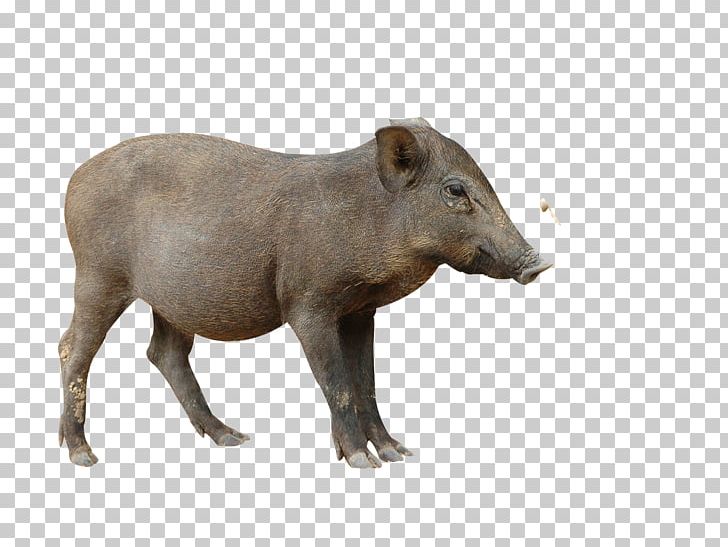 Stock Photography PNG, Clipart, Animals, Boared, Boar Food, Cartoon Wild Boar, Christmas Boar Free PNG Download