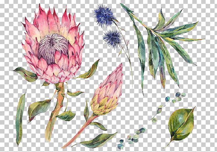 Watercolor Painting Stock Photography PNG, Clipart, Botanical Illustration, Botany, Cartoon, Decorate, Flora Free PNG Download