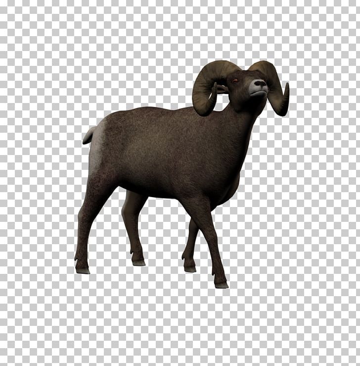 Sheep Argali DAS Productions Inc 4 January Goat PNG, Clipart, 4 August, 4 January, Animals, Argali, Barbary Sheep Free PNG Download
