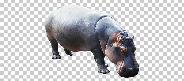 Hippopotamus Down PNG, Clipart, Animals, Hippopotamus Free PNG Download