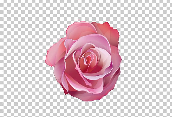 Centifolia Roses Pink Flower Designer PNG, Clipart, Centifolia Roses, Color, Cut Flowers, Designer, Floribunda Free PNG Download