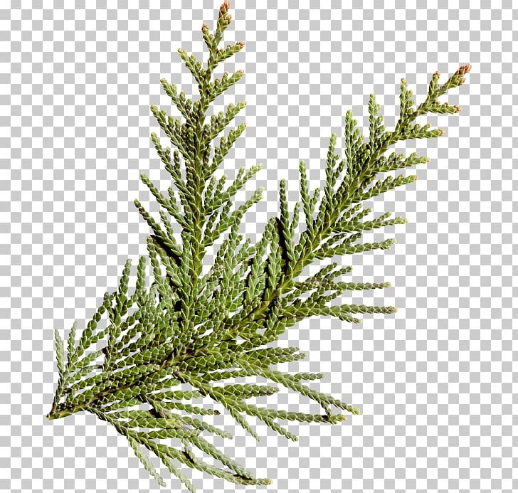 Conifers Pine Spruce Fir Tree PNG, Clipart, Branch, Cam, Cedar, Christmas, Conifer Free PNG Download