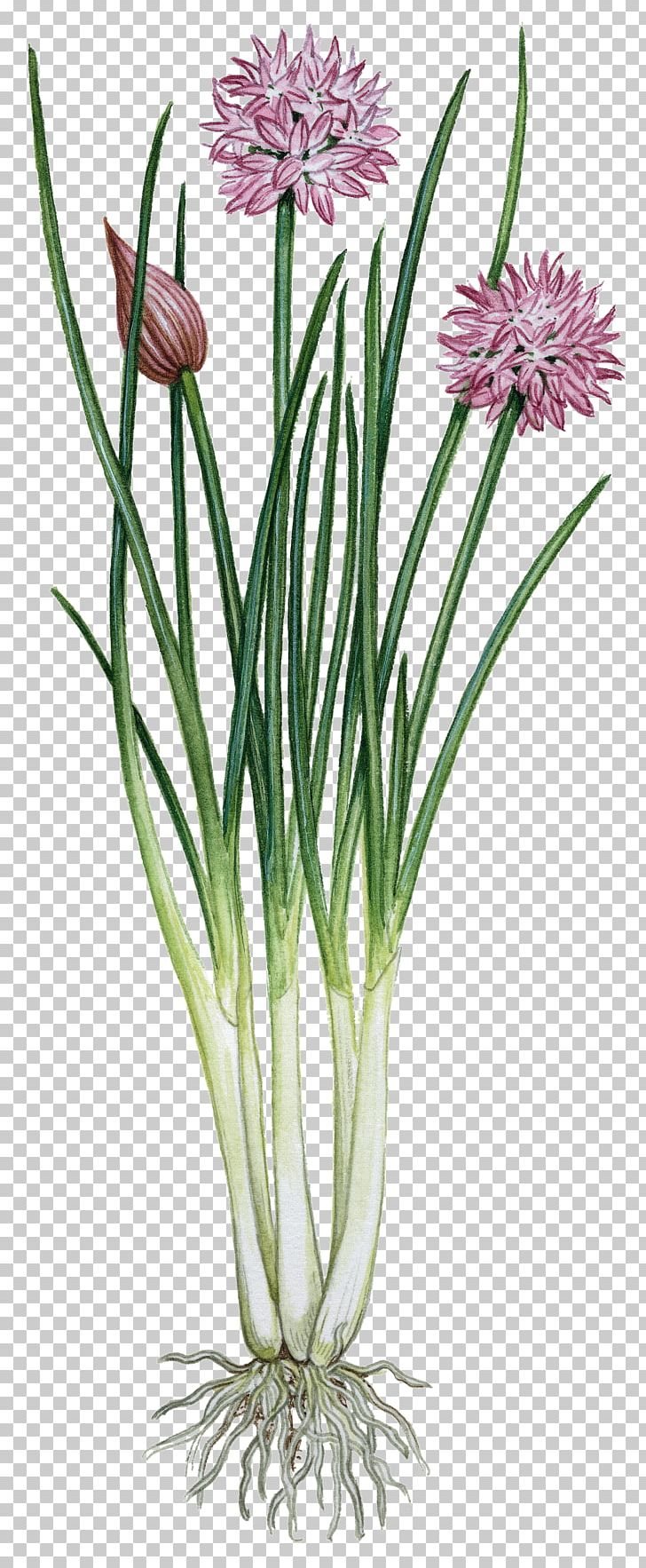 Plant Herb Chives Anise Drawing PNG, Clipart, Agathosma, Allium, Allium Giganteum, Aloe Vera Watercolor, Anise Free PNG Download