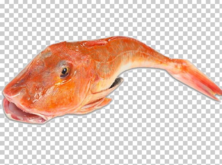 Northern Red Snapper Fish Soup Tub Gurnard Sea Robins PNG, Clipart, Animals, Animal Source Foods, Bony Fish, Cuisine, Fauna Free PNG Download