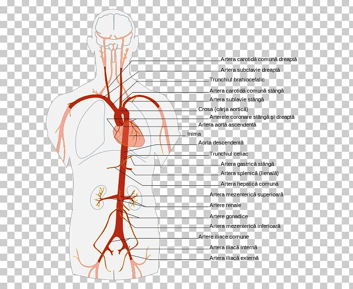 Abdominal Aorta Artery Anatomy Human Body PNG, Clipart, Abdomen, Anatomy, Aorta, Arm, Artery Free PNG Download