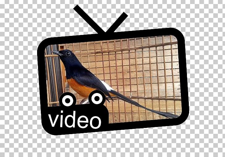 Bird White-rumped Shama Magpie-robins YouTube Beak PNG, Clipart, Anda, Animals, Bagi, Beak, Bird Free PNG Download