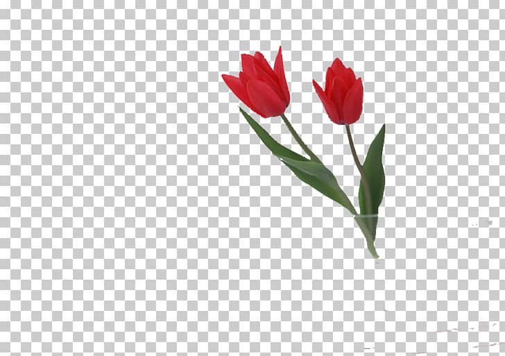 Flower Rose Tulip Vase PNG, Clipart, Cut Flowers, Floral Design, Floristry, Flower, Flower Bouquet Free PNG Download