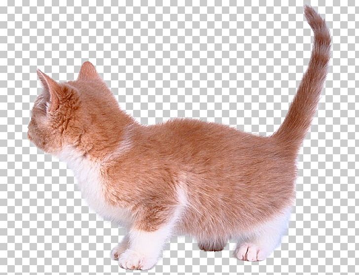 Kitten Munchkin Cat American Wirehair European Shorthair Aegean Cat PNG, Clipart, Animals, Brazilian Shorthair, Carnivoran, Cat, Cat Like Mammal Free PNG Download