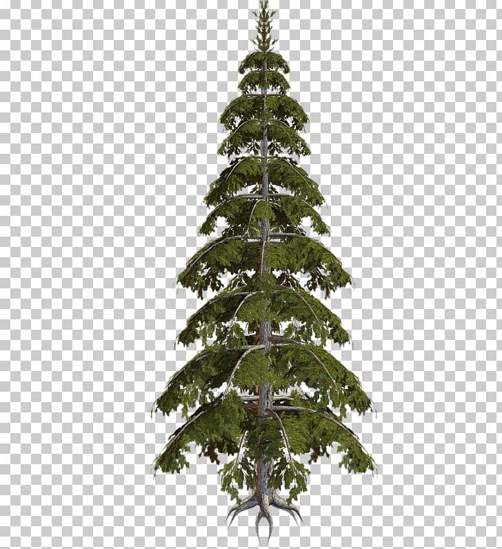 Spruce Christmas Tree Fir Christmas Ornament Pine PNG, Clipart, Agac, Agac Resimleri, Branch, Candle, Christmas Free PNG Download
