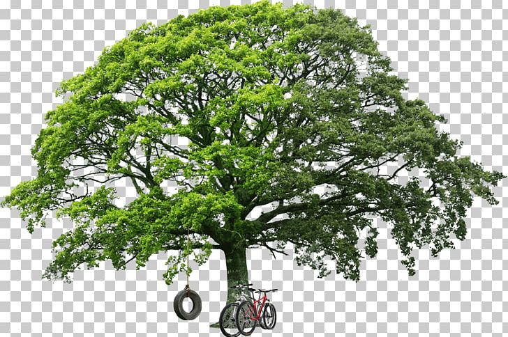 White Oak Tree Stock Photography PNG, Clipart, Branch, Dogwood, Featurepics, Leaf, Nature Free PNG Download