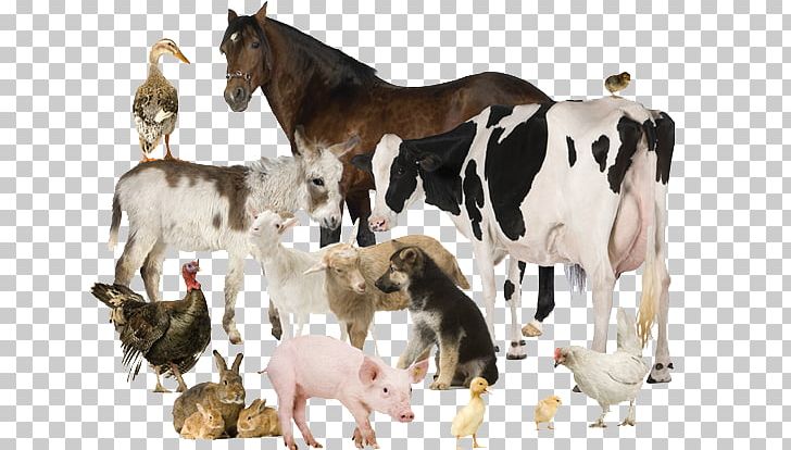 Cattle Assortment Strategies Kilogram Online Shopping Премикс PNG, Clipart, Artikel, Assortment Strategies, Cattle, Cattle Like Mammal, Cow Goat Family Free PNG Download