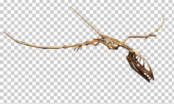 Dimorphodon Rocky Mountain Dinosaur Resource Center Archaeopteryx Pterodactyls Peteinosaurus PNG, Clipart, Archaeopteryx, Dimorphodon, Dinosaur, Early Jurassic, Fantasy Free PNG Download