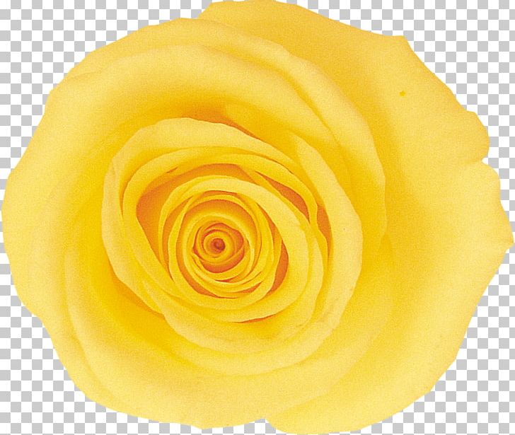 Garden Roses Cut Flowers Yellow PNG, Clipart, Buttercup, Cut Flowers, Flower, Flowers, Garden Free PNG Download