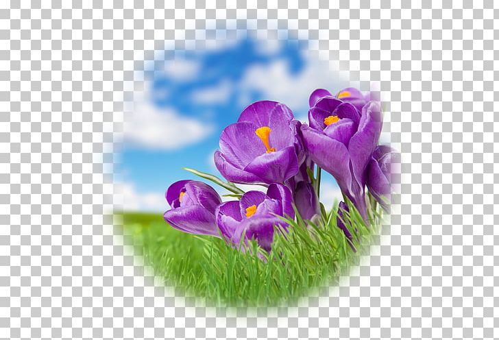 Stock Photography Landscape Violet PNG, Clipart, Banco De Imagens, Can Stock Photo, Crocus, Depositphotos, Flower Free PNG Download