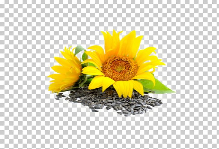 Sunflower Seed Common Sunflower Lecithin Essential Fatty Acid PNG, Clipart, Bean, Bran, Common Sunflower, Daisy Family, Dry Roasting Free PNG Download