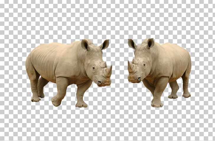 White Rhinoceros Hippopotamus Stock Photography Horn PNG, Clipart, Animal, Animals, Cattle, Clips, Decorative Free PNG Download