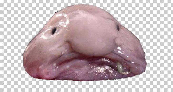 Blobfish Animal Deep Sea Creature Deep Sea Fish PNG, Clipart, Animal, Blobfish, Coast, Deep Sea, Deep Sea Creature Free PNG Download