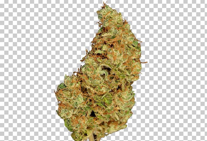 Cannabis 'Blueberry' Skunk Marijuana Seed PNG, Clipart,  Free PNG Download