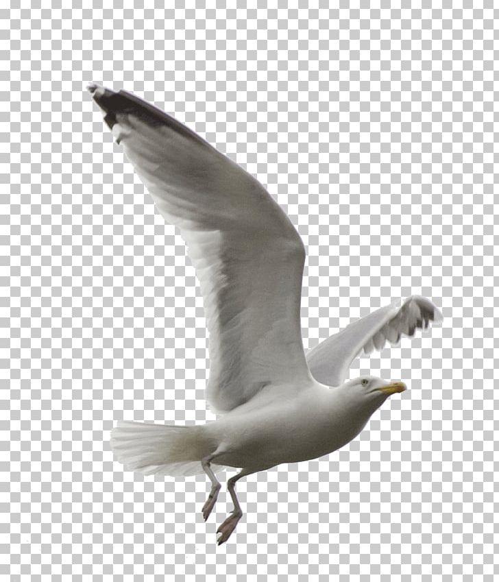 European Herring Gull Gulls Bird KakaoTalk PNG, Clipart, Animals, Beak, Bird, Charadriiformes, Deviantart Free PNG Download