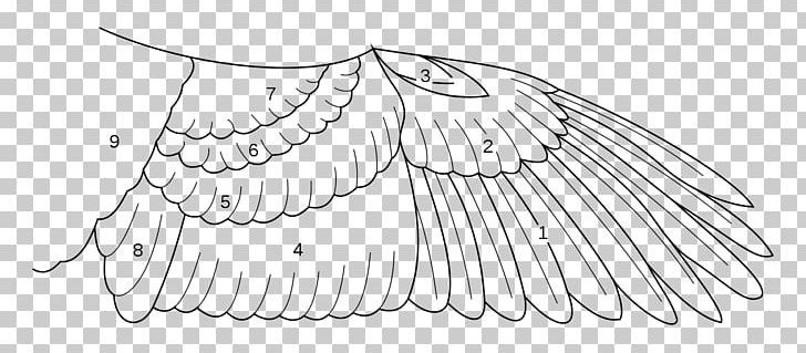 Feather Bird Anatomy Wing Parrot PNG, Clipart, Aile, Anatomy, Angle, Animals, Area Free PNG Download