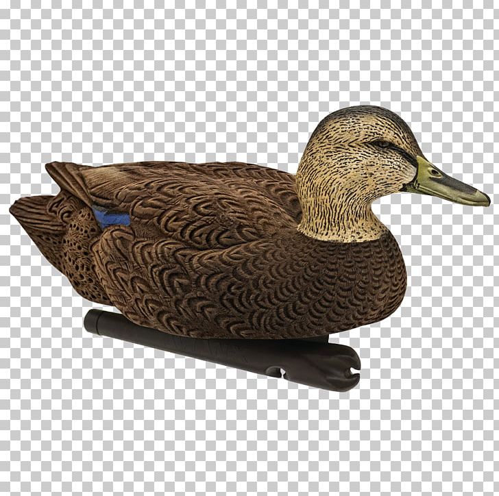 Mallard Duck Decoy Goose PNG, Clipart, American Black Duck, Animals, Beak, Bird, Decoy Free PNG Download