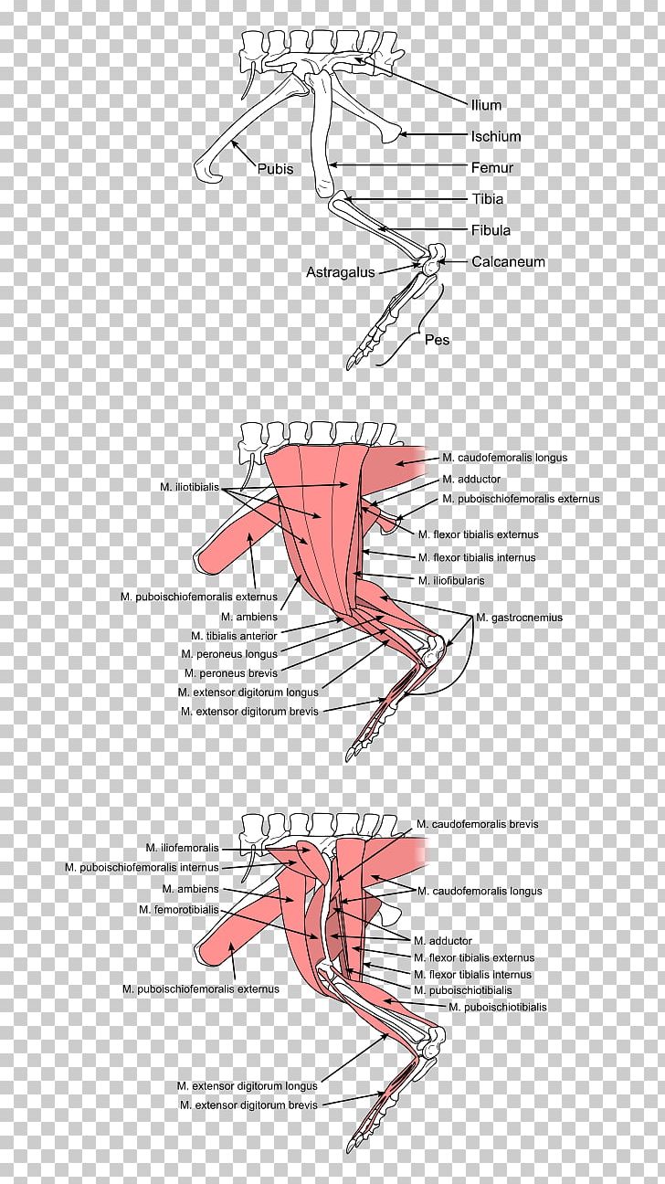 Poposaurus Bird Pseudosuchia Dinosaur Muscle PNG, Clipart, Angle, Animals, Area, Arm, Art Free PNG Download