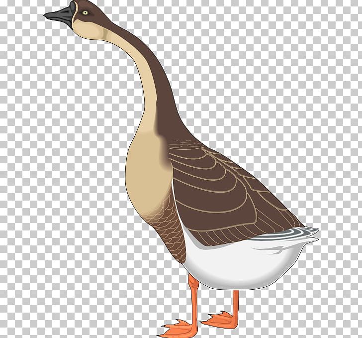 Canada Goose Bird PNG, Clipart, Animals, Beak, Bird, Canada Goose, Cartoon Free PNG Download