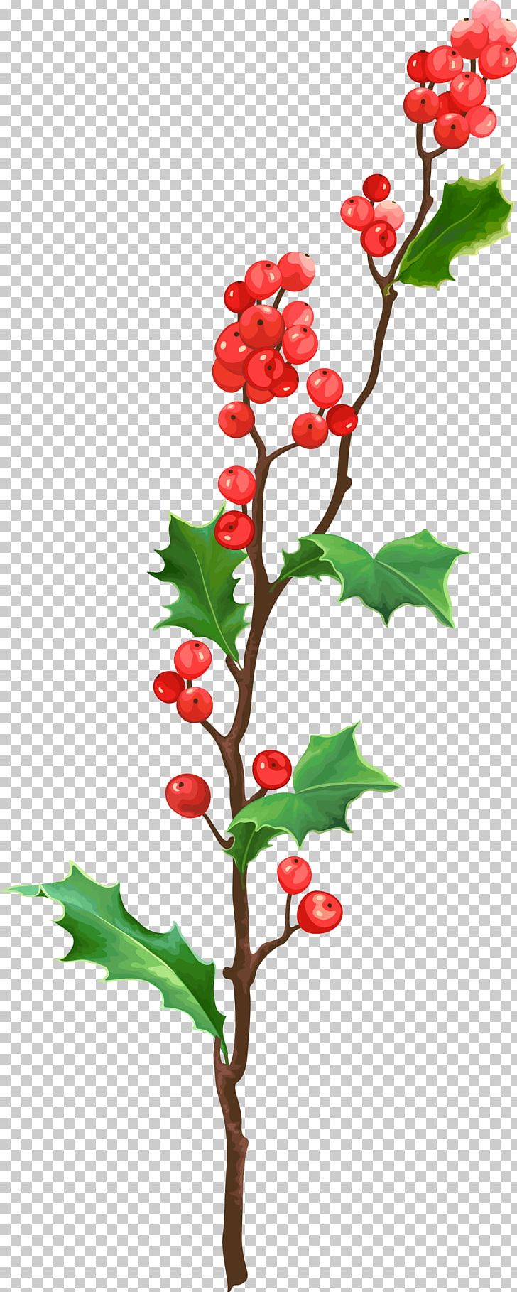 Christmas Plant Material PNG, Clipart, Aquifoliales, Branch, Christmas Decoration, Christmas Frame, Christmas Fruit Leaf Material Free PNG Download