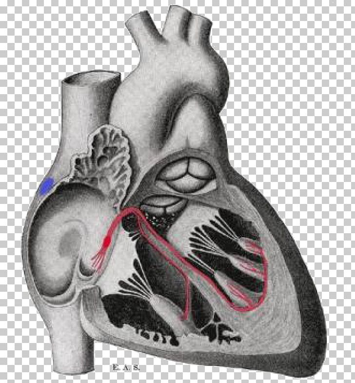 Gray's Anatomy Bundle Of His Electrophysiology Sinoatrial Node PNG, Clipart,  Free PNG Download