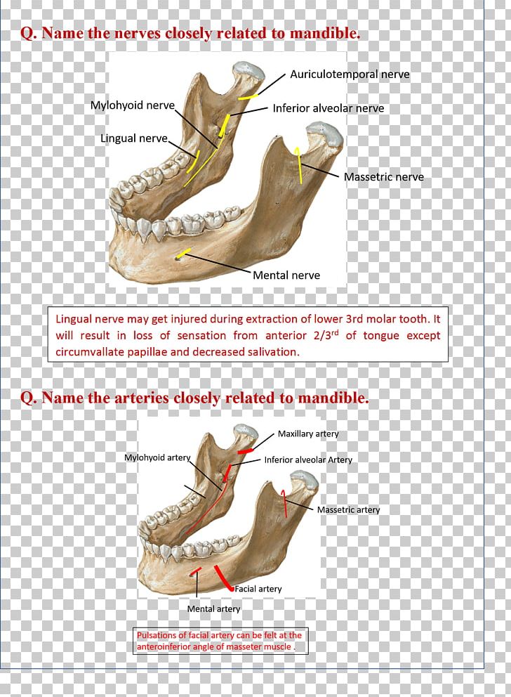 Mandible Netter's Anatomy Flash Cards Jaw Lingual Nerve PNG, Clipart,  Free PNG Download