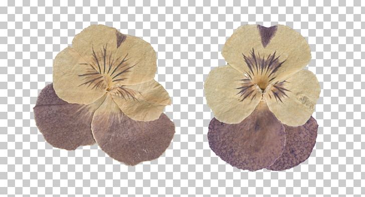 Pressed Flower Craft Petal Digital PNG, Clipart, Com, Cut Flowers, Digital Data, Digital Image, Download Free PNG Download