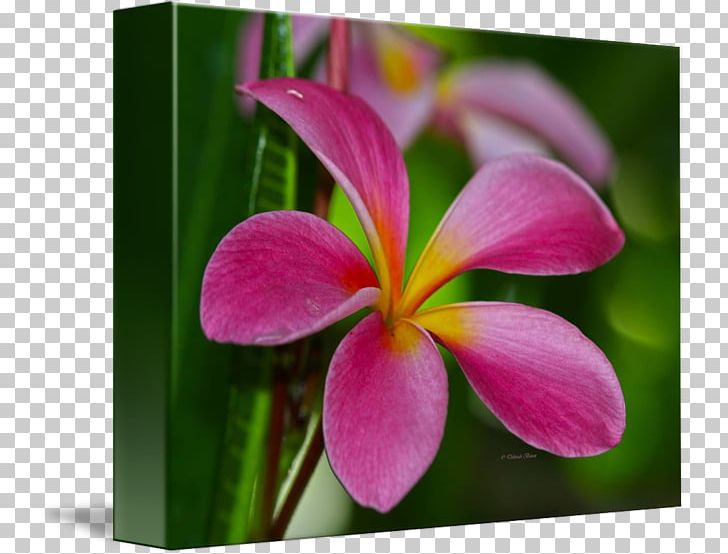 Wildflower Flora Petal Plant PNG, Clipart, Closeup, Closeup, Flora, Flower, Flowering Plant Free PNG Download
