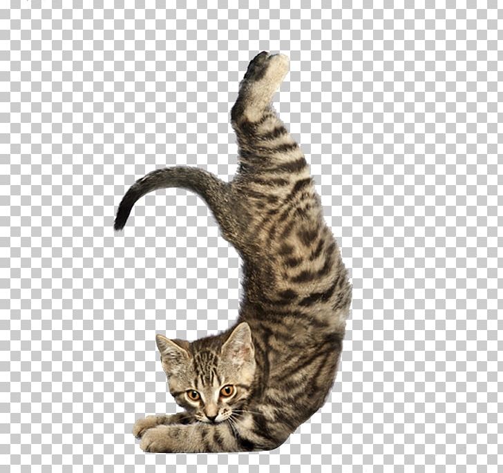 Yoga Cats: The Purrfect Workout Yoga Dogs PNG, Clipart, American Shorthair, Animals, Calendar, Carnivoran, Cat Ear Free PNG Download